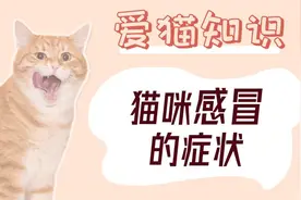 猫咪感冒的症状