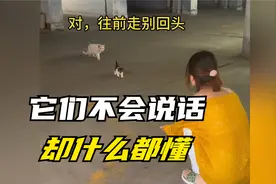 为了孩子不再流浪，猫妈妈主动把小猫送给好心人，离开时满眼不舍视频封面