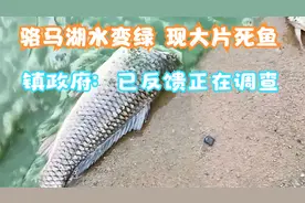 核污水、坏事前兆？江苏骆马湖突然变绿、现无头死鱼！究竟咋回事视频封面