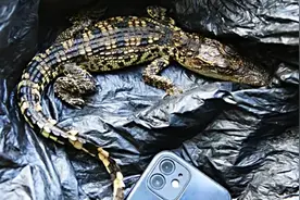 北京望京一河里惊现鳄鱼！警方：已捕获，疑是人为放生视频封面