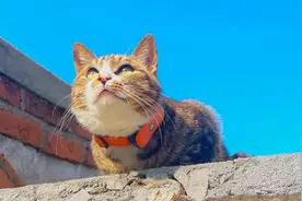 猫咪戴上定位器，看它一天的活动路线，这也太忙了