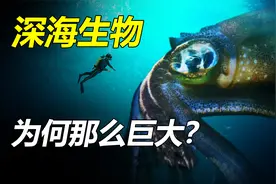 深海怪物为什么都长得那么大？海底10000米有什么生物？