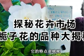 探秘花卉市场：栀子花的品种大揭秘！视频封面