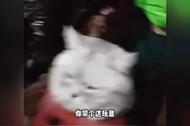 那些晕车的猫咪狗子，回家路上的猫狗已经晕倒了