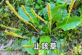 农村菜地生长的车前草，也有人叫它勺子菜，民间老人家说是止咳草视频封面