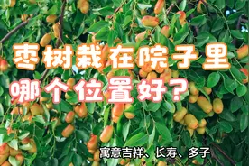 枣树栽在院子里哪个位置好？揭秘院子里的“风水学”视频封面