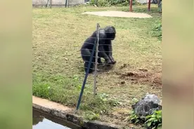 南宁动物园网红“丢那猩”扔草皮砸倒女游客 当事人：又气又好笑视频封面