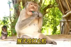 子咬打火机爆炸，直接给猴子吓坏了#野生动物零距离 #动物世界