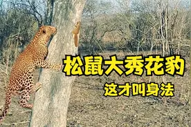 松鼠利用自己的身法，秀了花豹一脸视频封面
