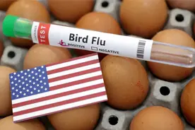 禽流感致鸡蛋价格飙升，美国向多国进口鸡蛋视频封面