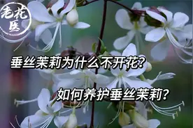 垂丝茉莉为什么不开花？如何养护垂丝茉莉？