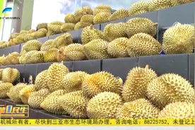 海南首家国产榴莲专卖店在三亚开业视频封面