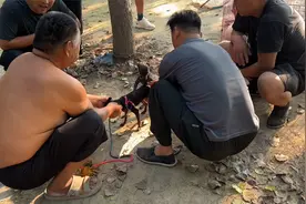 不到三斤的小鹿犬，战斗力爆表，一早上连战三场，直接看呆路人