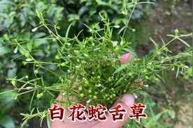 白花蛇舌草有什么用处呢？如果你还不认识那就亏大了！