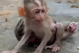 膏药猴的两幅面孔！膏住时死命勒紧，被甩后发癫乱叫！