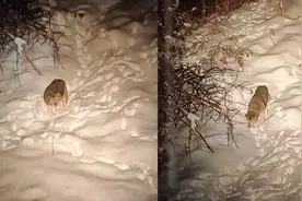 洛阳宜阳一村镇有野狼进村？ 警方：不是狼是狗獾，已交给林业局