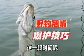 秋季垂钓翘嘴鱼，这套方法太实用，漂相猛钓鱼快，越钓越过瘾视频封面