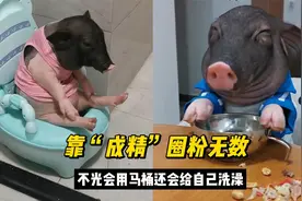全网最像人的小香猪元宝，跟主人无障碍交流，还会自己洗澡上厕所