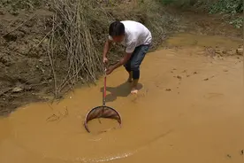 河水断流，鱼儿在两米宽的水面到处乱窜，小伙用抄网打捞，乐坏了视频封面