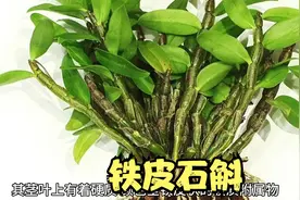 铁皮石斛植物的特征以及用途，我们一起来识一下它吧视频封面