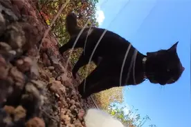 猫咪外出狩猎成功捕获“四脚蛇”送给女朋友视频封面