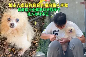 1500买下被虐待狗狗，解救后涅槃重生，小心翼翼的讨好让人心疼视频封面