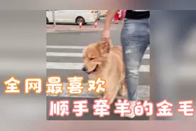 全网最喜欢顺手牵羊的金毛QQ，网友：狗狗都开始要为了生活努力了视频封面