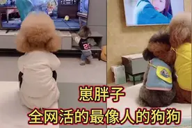 一只看电视剧入迷的狗狗，还会模仿电视情节，智商堪比7岁的小孩