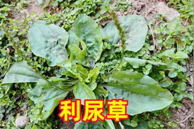 农村的车前草也叫猪耳草，在小时候它可是不错的野菜，一起认识下视频封面