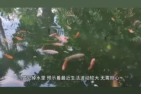 梦到自己掉进水里 #周公解梦  #心理学视频封面