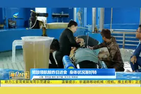 三亚搁浅短肢领航鲸已恢复进食 身体状况逐渐好转视频封面