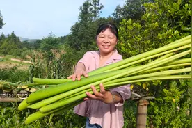 媳妇种的芋杆很粗壮，可以收割回家做菜，你有吃过吗