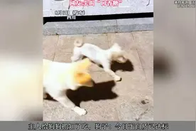 主人给狗狗抓知了吃，狗子：今日蛋白质已达标