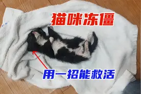 冻僵的小猫千万别丢掉，用这一招还能救活。