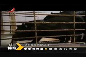 民间点穴高手拿猪实验，点穴三次全场傻眼了！路人：头回见视频封面