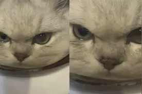 主人带尿床猫咪做绝育，猫咪眼角含泪表情满是怨恨：你给我等着视频封面