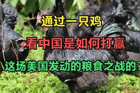 通过一只鸡，看中国是如何打赢，这场美国发动的粮食之战的？