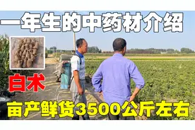 一年生中药材：白术，亩产鲜货3500—4000斤，价格大概7元/每斤。