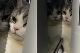 女子将猫咪寄养在朋友家，猫咪以为被主人丢弃，躲空调后面偷偷哭