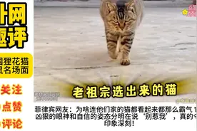 老外看中华狸花猫 外网友：哈哈 自带霸气 一看就不好惹视频封面