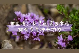 百里香，芬芳的草本宝藏，拥有多重神奇功效视频封面