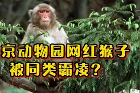 南京动物园网红猴子，视频封面