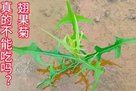 农村翅果菊切开有白色像牛奶一样的汁液流出，千万别吃，有毒？#