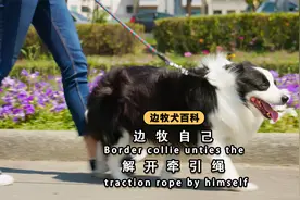 边牧：先把牵着主人的绳子松开，再干架！视频封面
