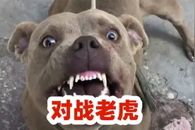 20头斗犬比特犬对战老虎，谁能获胜视频封面