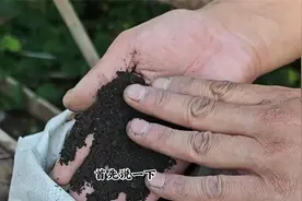 养花种菜，少不了“1种肥”，持续供应养分，好用不烧苗视频封面