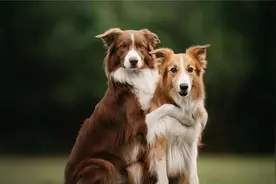 狗子们为何会连在一起，若强行将它们分开会有生命危险吗？视频封面