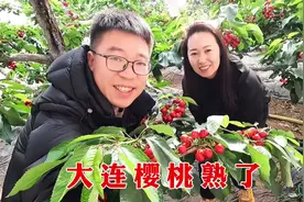 夫妻俩去农村樱桃园采摘，树上红彤彤一片大樱桃看着真诱人#樱桃视频封面