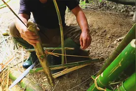 用竹子制作简单捕鼠陷阱，热带雨林野外生存视频封面