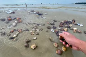 现在的海鲜还能吃吗？以后是不是都不赶海了，阿聪这样说